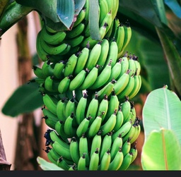 [BANANO] BANANO LIBRA
